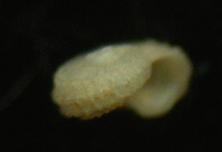 Skeneoides exilissima